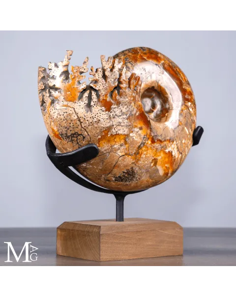 Ammonite Fossile - Phylloceras.