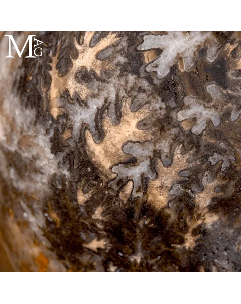 Brouwerites Intermedius – Ammonite Triassica di Timor.