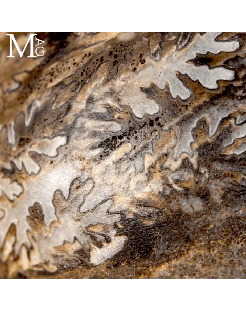 Brouwerites Intermedius – Ammonite Triassica di Timor.