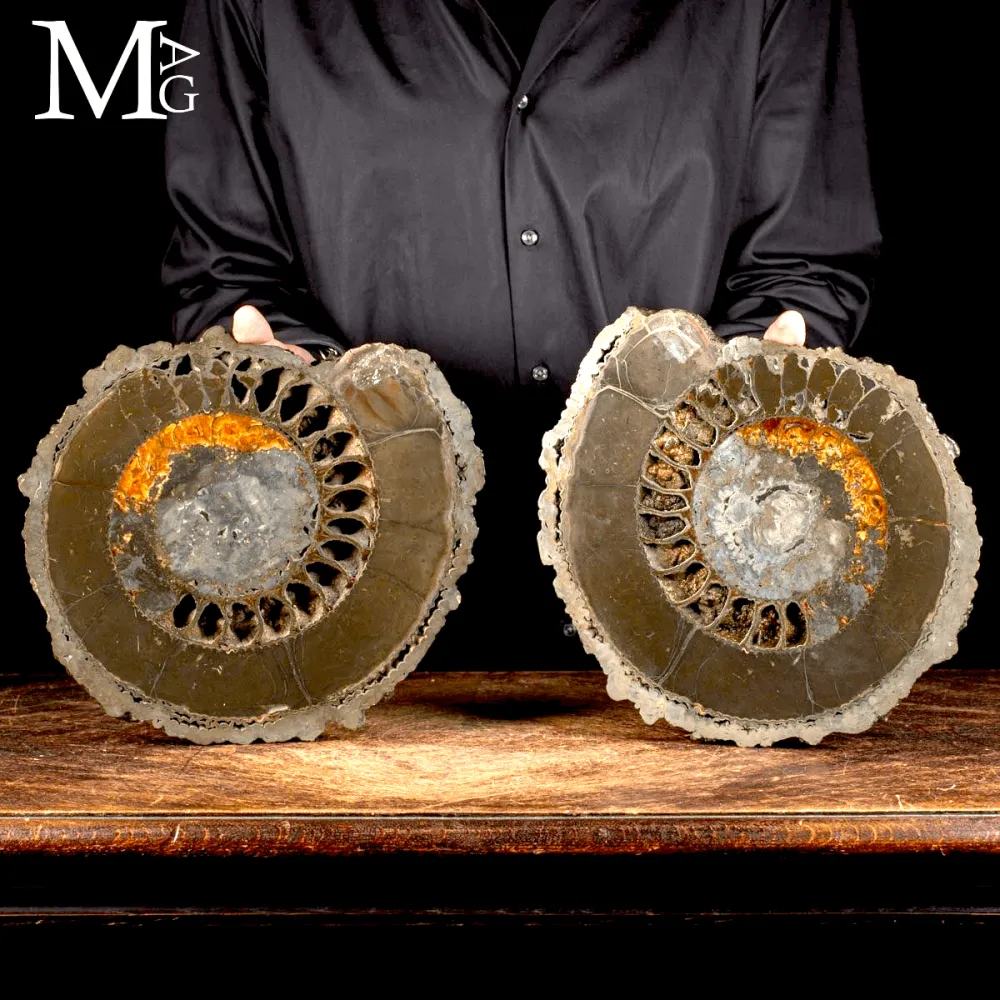 Speetoniceras Versicolor Ammonite sezionata – Bacino del fiume Volga - Russia