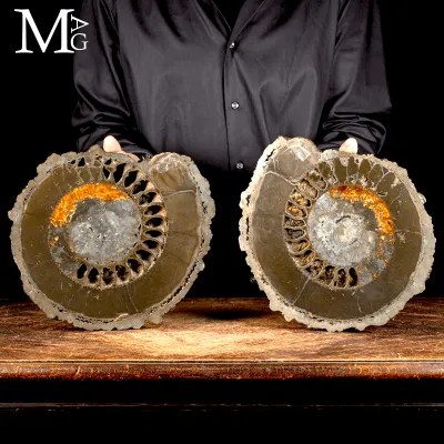 Speetoniceras Versicolor Ammonite sezionata – Bacino del fiume Volga - Russia
