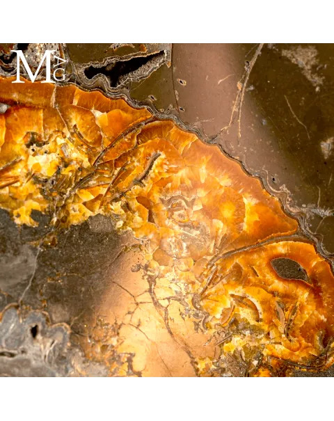 Speetoniceras Versicolor Ammonite sezionata – Bacino del fiume Volga - Russia
