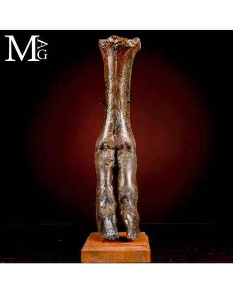 Zampa di Bisonte delle Steppe - Era Glaciale Pleistocene.