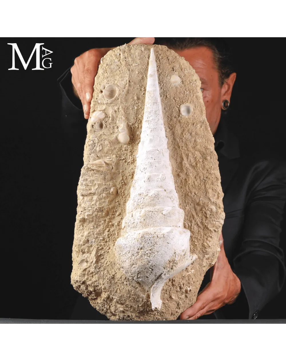 Campanile Giganteum – L’eleganza fossile dell’Eocene
