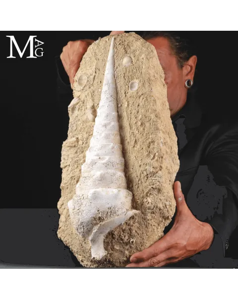 Campanile Giganteum – L’eleganza fossile dell’Eocene