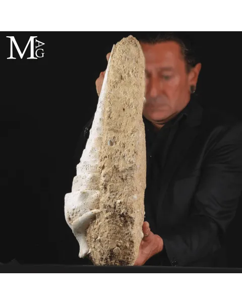 Campanile Giganteum – L’eleganza fossile dell’Eocene