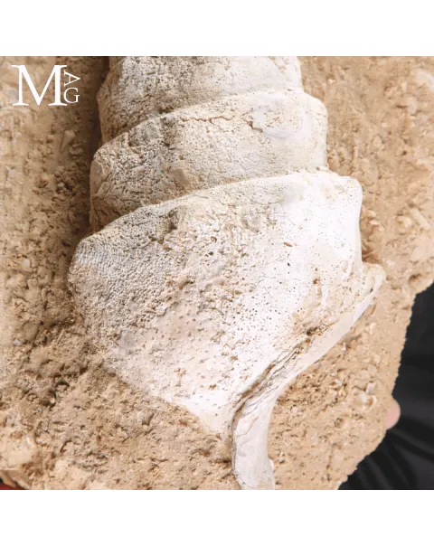 Campanile Giganteum – L’eleganza fossile dell’Eocene