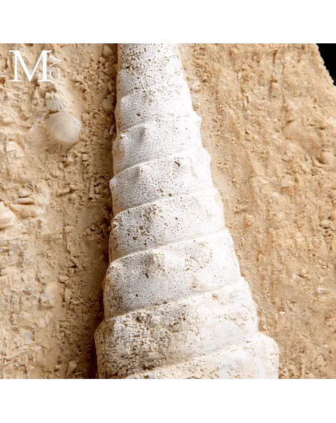 Campanile Giganteum – L’eleganza fossile dell’Eocene
