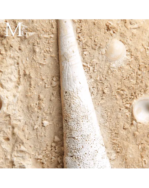 Campanile Giganteum – L’eleganza fossile dell’Eocene
