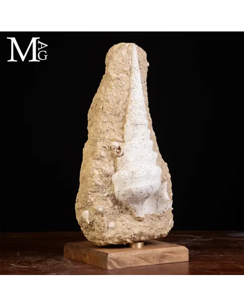 Campanile Giganteum Grande Conchiglia Fossile – Francia