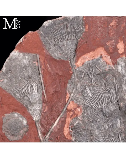 Lastra Fossile con Crinoidi – Paleozoico del Marocco