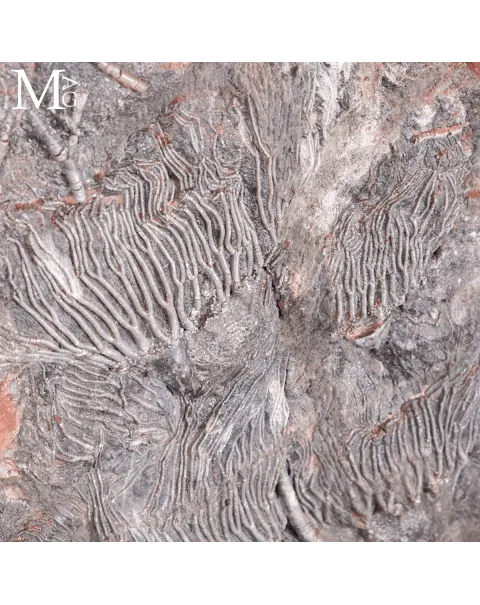 Lastra Fossile con Crinoidi – Paleozoico del Marocco