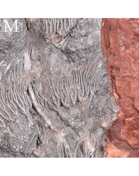 Lastra Fossile con Crinoidi – Paleozoico del Marocco
