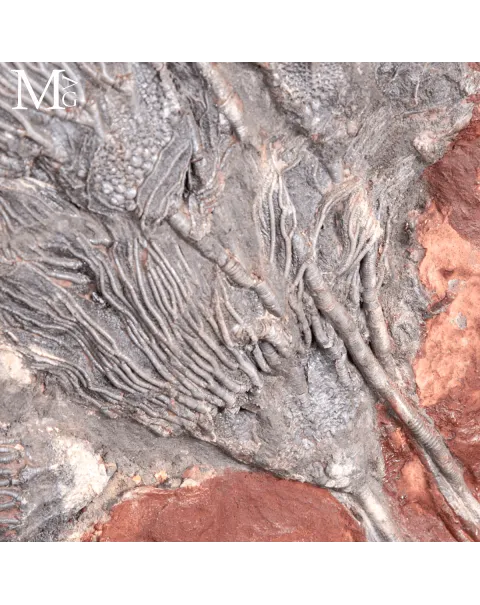 Lastra Fossile con Crinoidi – Paleozoico del Marocco