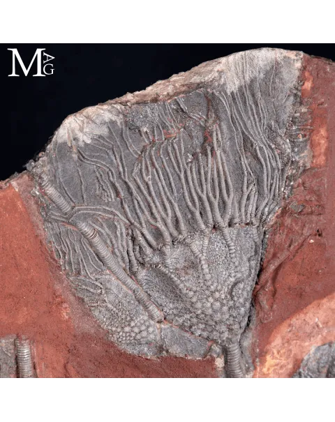 Lastra Fossile con Crinoidi – Paleozoico del Marocco