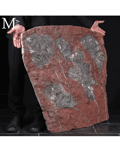 Grande Lastra Fossile con Crinoidi – Marocco