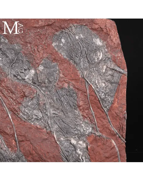 Grande Lastra Fossile con Crinoidi – Marocco