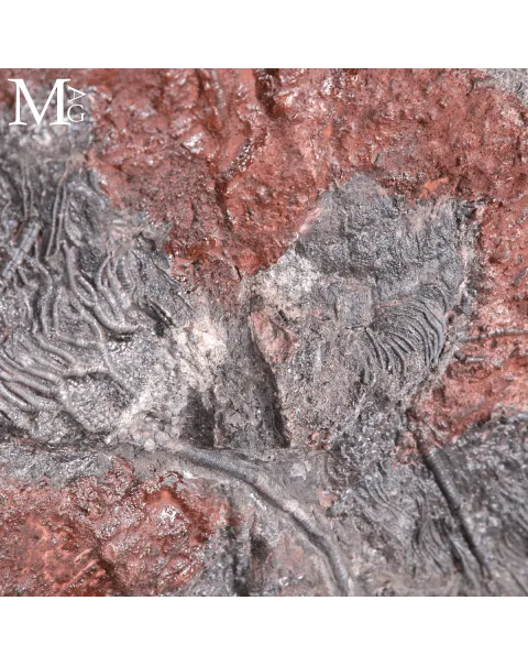 Grande Lastra Fossile con Crinoidi – Marocco