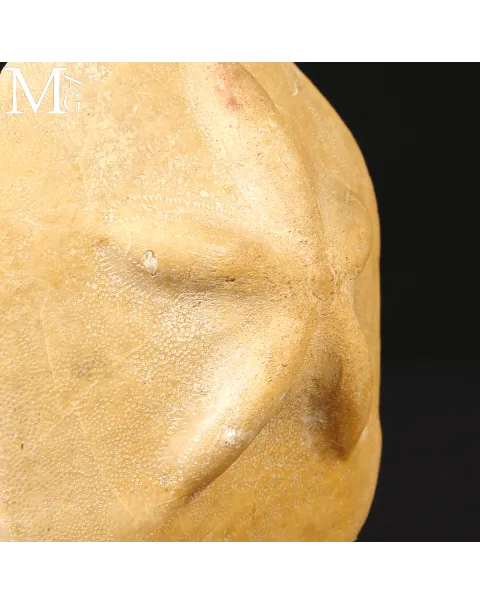 Clypeaster Crassicostatus – Riccio fossile del Miocene.