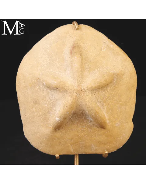 Clypeaster Crassicostatus – Riccio fossile del Miocene.