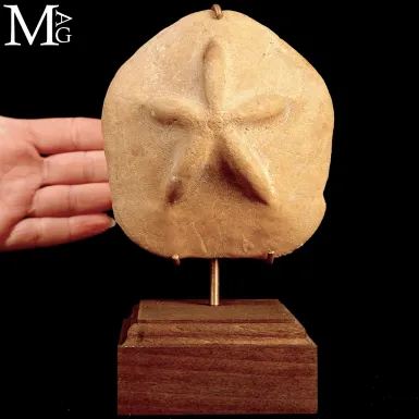 Clypeaster Crassicostatus – Riccio fossile del M...