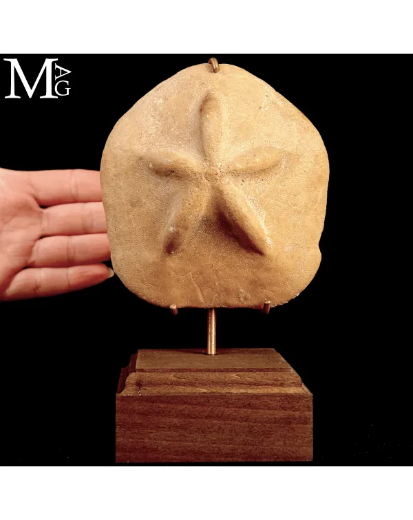 Clypeaster Crassicostatus – Riccio fossile del M...