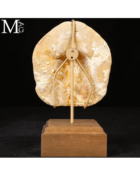 Clypeaster Crassicostatus – Riccio fossile del Miocene.