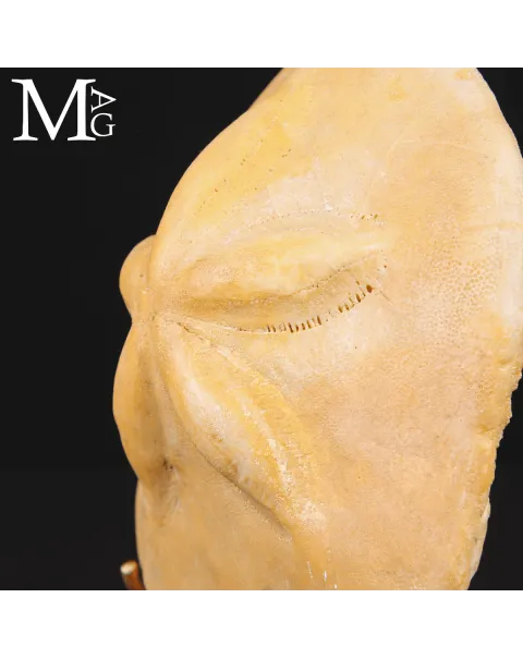 Clypeaster Crassicostatus – Riccio fossile del Miocene.