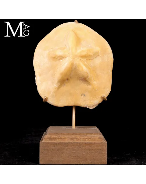 Clypeaster Crassicostatus – Riccio fossile del Miocene.