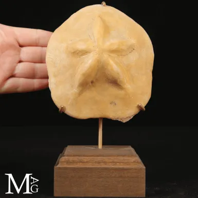 Clypeaster Crassicostatus – Riccio fossile del M...