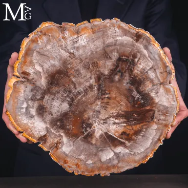 Lastra di Legno Fossile del Madagascar - Triassico...