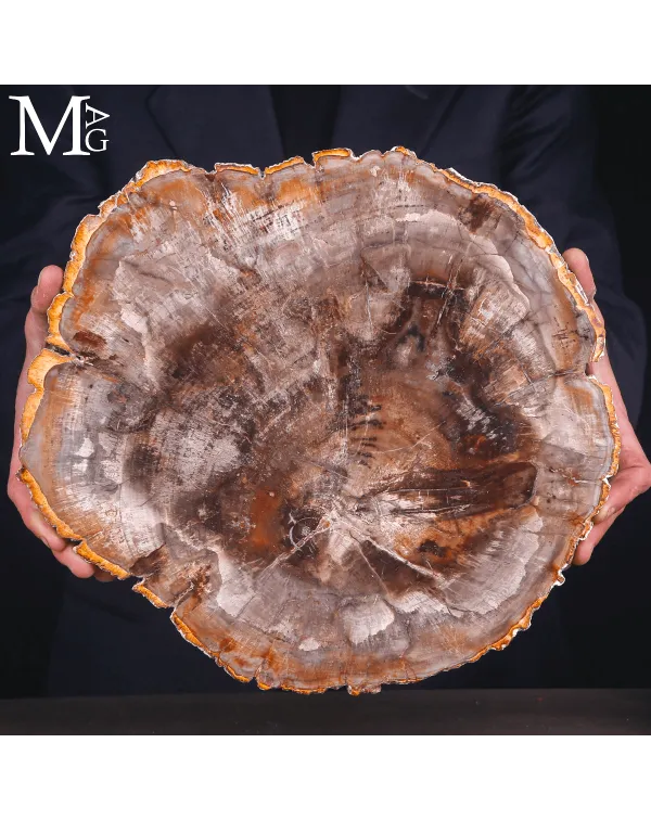 Lastra di Legno Fossile del Madagascar - Triassico...