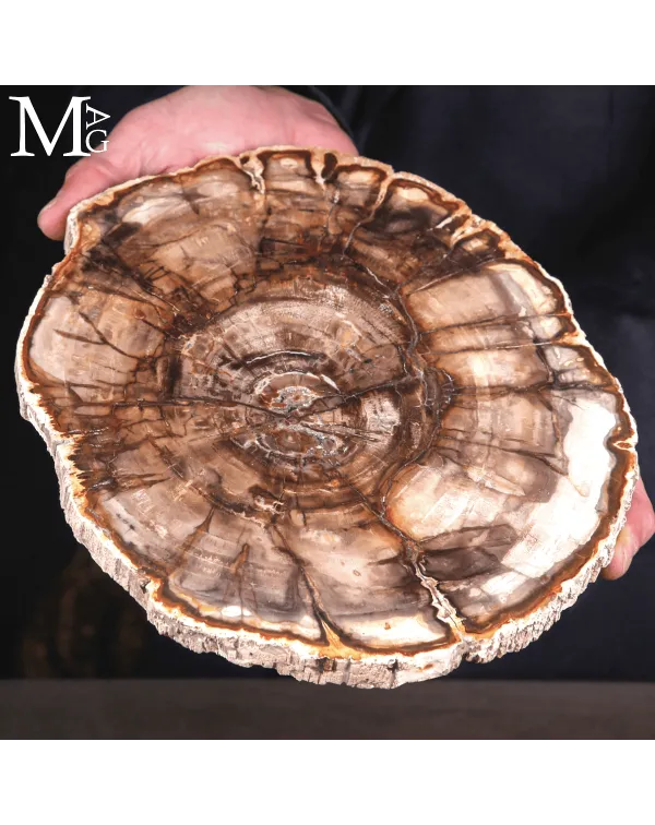 Lastra di Legno Fossile del Madagascar - Triassico