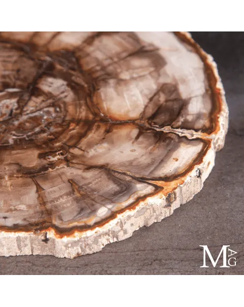 Lastra di Legno Fossile del Madagascar - Dal Triassico