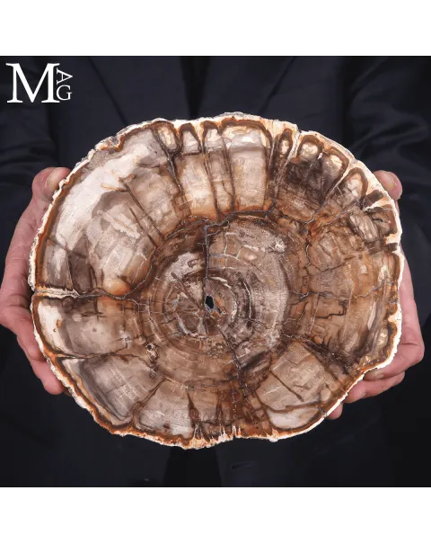 Lastra di Legno Fossile del Madagascar - Dal Triassico