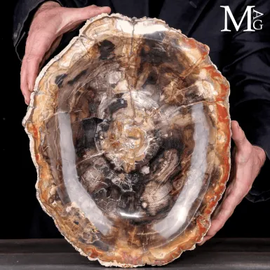 Svuotatasche in Legno Fossile del Madagascar