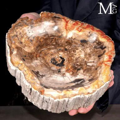Svuotatasche in Legno Fossile del Madagascar