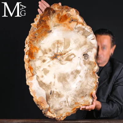 Grande Fetta Fossile di Legno Silicizzato.