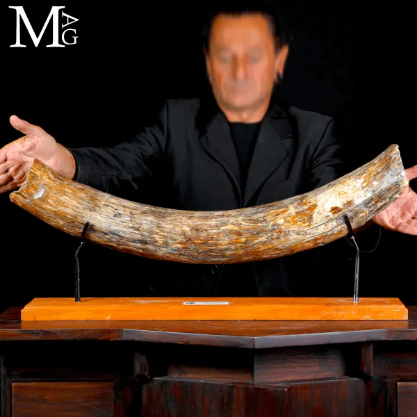 Zanna Fossile di Mammuthus Primigenius - Epoca Pleistocenica.