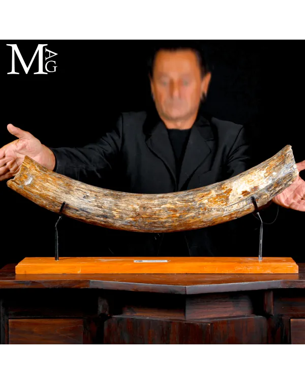 Zanna Fossile di Mammuthus Primigenius - Epoca Ple...