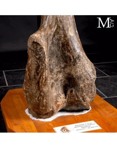 Omero fossile di Mammuthus Primigenius – Pleistocene (~50.000 anni)