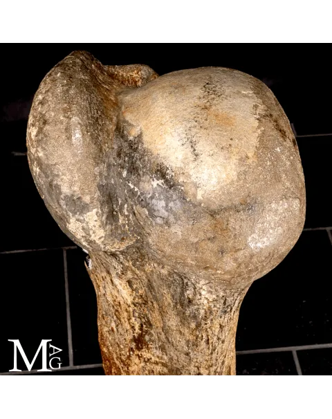 Omero fossile di Mammuthus Primigenius – Pleistocene (~50.000 anni)
