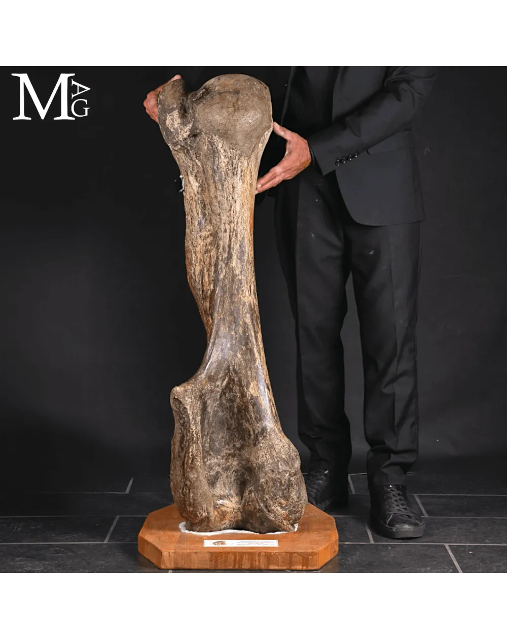 Omero fossile di Mammuthus Primigenius – Pleistocene (~50.000 anni)