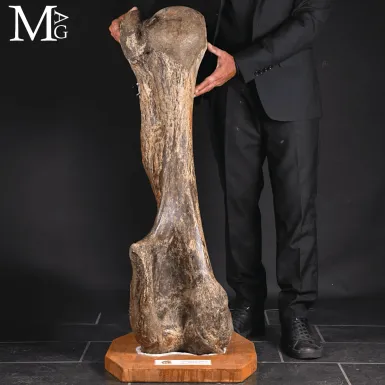 Omero fossile di Mammuthus Primigenius – Pleisto...
