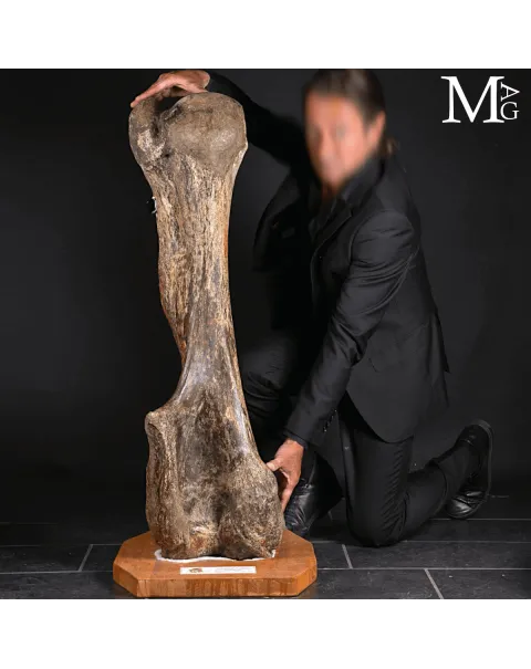 Omero fossile di Mammuthus Primigenius – Pleistocene (~50.000 anni)