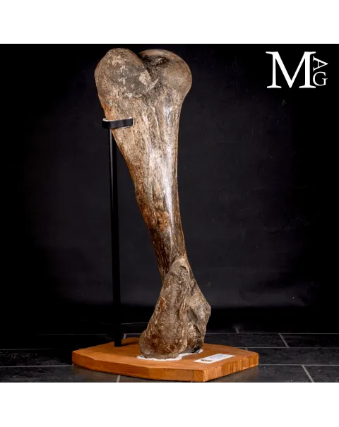 Omero fossile di Mammuthus Primigenius – Pleistocene (~50.000 anni)