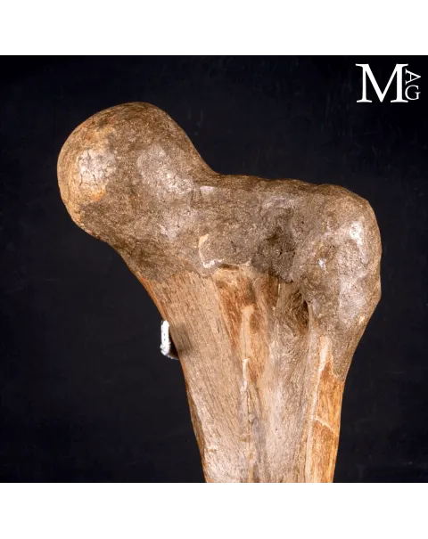 Femore Fossile di Mammuthus Primigenius – Pleistocene