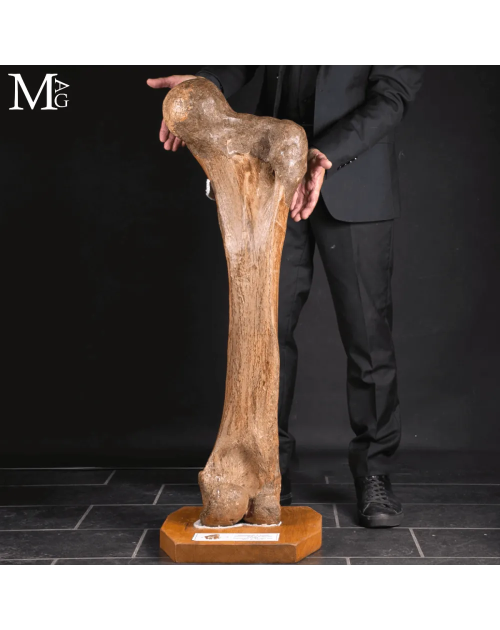 Femore Fossile di Mammuthus Primigenius – Pleistocene