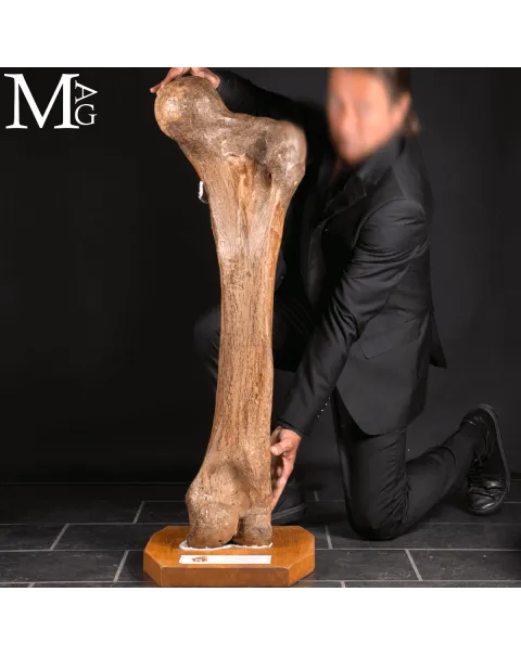 Femore Fossile di Mammuthus Primigenius – Pleistocene