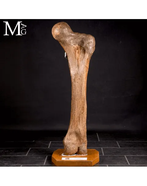 Femore Fossile di Mammuthus Primigenius – Pleistocene